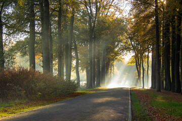 Morning sunshine above the forest lane in the early morning.