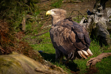 Confident and victorious white-tailed eagle.