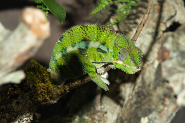 Climbing Kamaleon looking at me, changing colors, playing hide and seek.