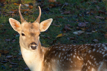 Male fallow deer, standing alert and carefully observing what will happen.
