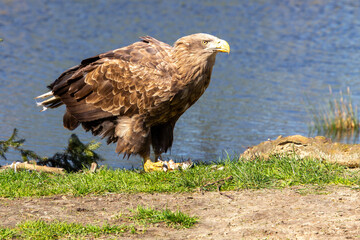 White tailed eagle eating its prey.