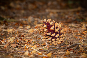 Closeup from a pineapple in the forest of the Achterhoek, near Beek, the Netherlands.