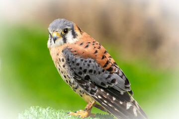 Having a conversation through eye-contact with a colourfull falcon.