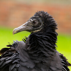 Black vulture, alias raven vulture