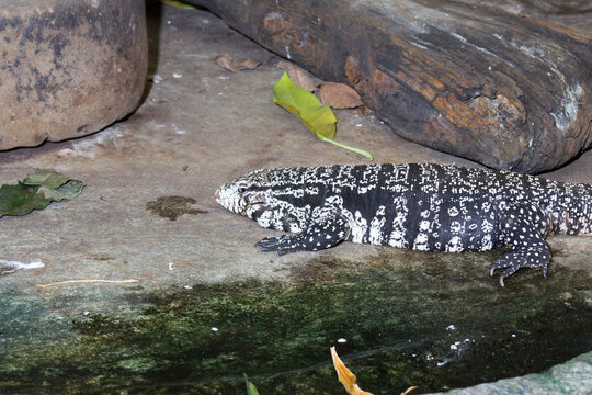 Salvator merianae, argentine teju