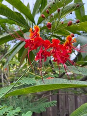 red flower and green tree leaves