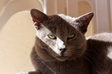 Primo piano gatto occhi verdi