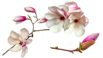 Magnolia flowers isolated on a transparent background close up