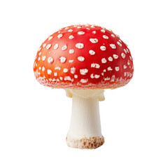 Fly Agaric Mushroom (Amanita muscaria) Isolated on White Background