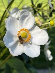 bee on a flower at the park 
