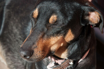 portrait of a black dog