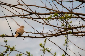 Small brown bird perched on budding tree branches against a cloudy sky, perfect for nature blogs, wildlife themes, and seasonal wall art
