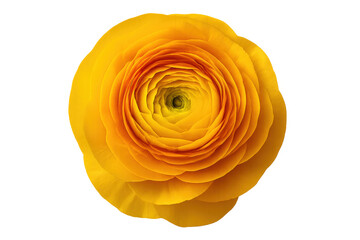 Yellow ranunculus flower fully blooming, displaying layered golden petals with crisp detail against transparent background, highlighting botanical beauty
