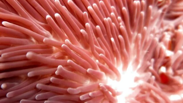 A clownfish hides among the tentacles of a sea anemone