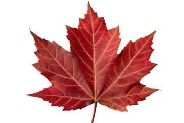 Vibrant Red Maple Leaf Autumn Colors and Nature's Beauty