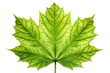 Vibrant Green Maple Leaf Detailed Close-up Photography