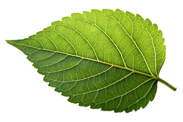 Obraz premium Vibrant Green Leaf Detailed Close-up of Natural Foliage Texture