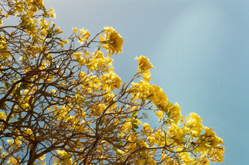 yellow cherry blossom
