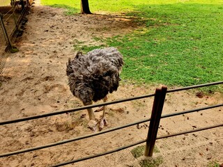 Ostrich roaming inside zoo enclosure designed to mimic its natural habitat, with dry ground, sparse trees, and open space under daylight.