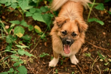 A lovely ginger dog. A pet in nature. Photo 5