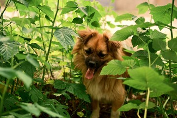 A lovely ginger dog. A pet in nature. Photo 4.