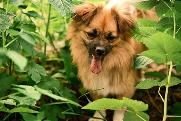 A lovely ginger dog. A pet in nature. Photo 3.