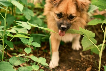 A lovely ginger dog. A pet in nature. Photo 2.