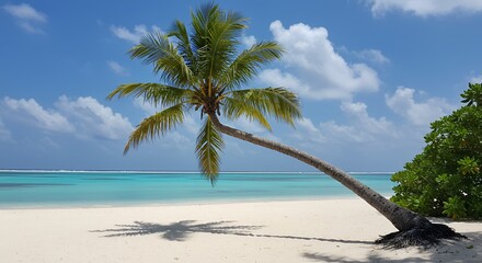 Palm Tree on Beach with Blue Sky and Clouds
