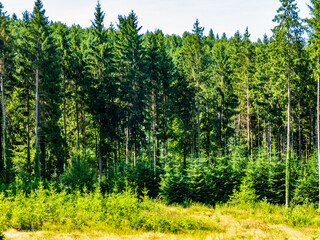 Wiederaufforstung im Mischwald im Sommer