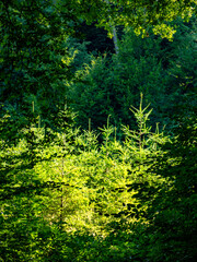 Wiederaufforstung im Mischwald im Sommer