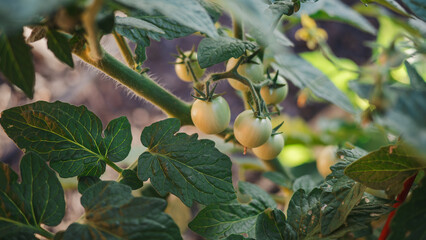 Unripe Green Tomatoes Growing on the Vine in a Sunny Garden