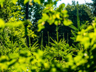 Wiederaufforstung im Mischwald im Sommer
