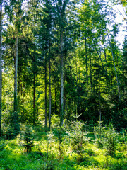 Obraz premium Wiederaufforstung im Mischwald im Sommer