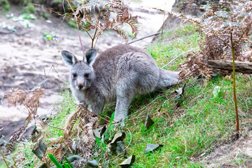 Photograph of a small Wallaby sitting and eating on a grassy slope in Capertee Valley in the...