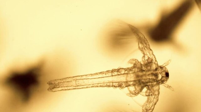 A microscopic view of an artemia nauplius, or brine shrimp larva