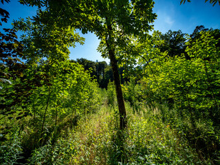 Obraz premium Wiederaufforstung im Mischwald im Sommer