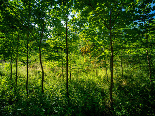 Obraz premium Wiederaufforstung im Mischwald im Sommer
