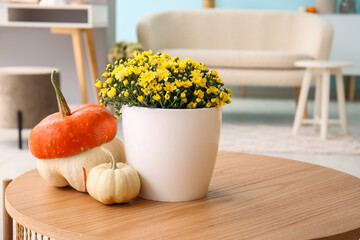 Pot with beautiful chrysanthemum flowers on wooden coffee table in living room, closeup
