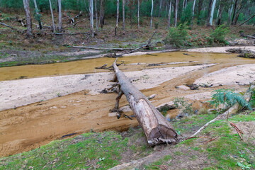 Photograph of a large fallen tree across the Capertee River in the Capertee Valley after major flood damage in the Wollemi National Park in NSW, Australia.