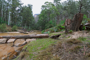 Photograph of a large fallen tree across the Capertee River in the Capertee Valley after major flood damage in the Wollemi National Park in NSW, Australia.
