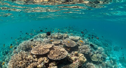 Coral Reef and Colorful Fish Underwater Scene
