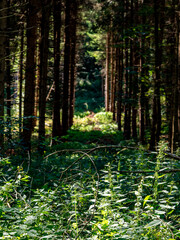 Zugewachsener Waldweg
