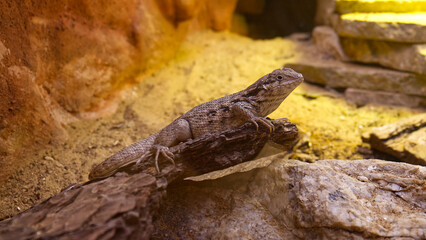 Portrait of a large green reptile in a terrarium.Breeding reptiles. Breeding exotic animals.Resting large reptile. Terrarium with branches and halogen lighting. Proper conditions for breeding reptiles