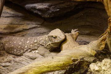 Portrait of a large green reptile in a terrarium.Breeding reptiles. Breeding exotic animals.Resting large reptile. Terrarium with branches and halogen lighting. Proper conditions for breeding reptiles