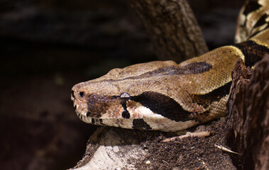 Detail of a snake's head in a terrarium. Portrait of a snake's head. Snake in a terrarium. Dangerous reptile. Breeding of dangerous animals. Texture of snake skin. Narrow pupils. Predator.

