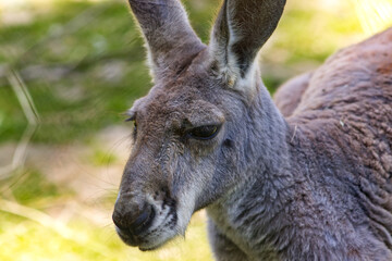 Kangaroo face detail. Kangaroo head portrait. Kangaroo in the zoo. Typical Australian animal. Australian animal. Jumping mammal.
