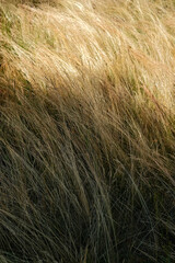 Textured Golden Dry Grass and Sparse Undergrowth.