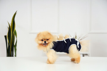 Pomeranian dog wearing recovery suit after sterilization on table in clinic