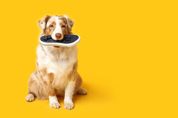 Funny Australian Shepherd dog holding sneaker on yellow background