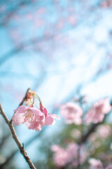 ピンクの桜